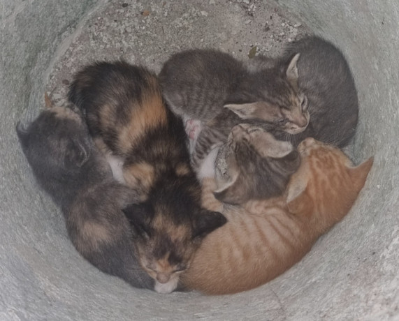 lindos-gatinhos-big-0